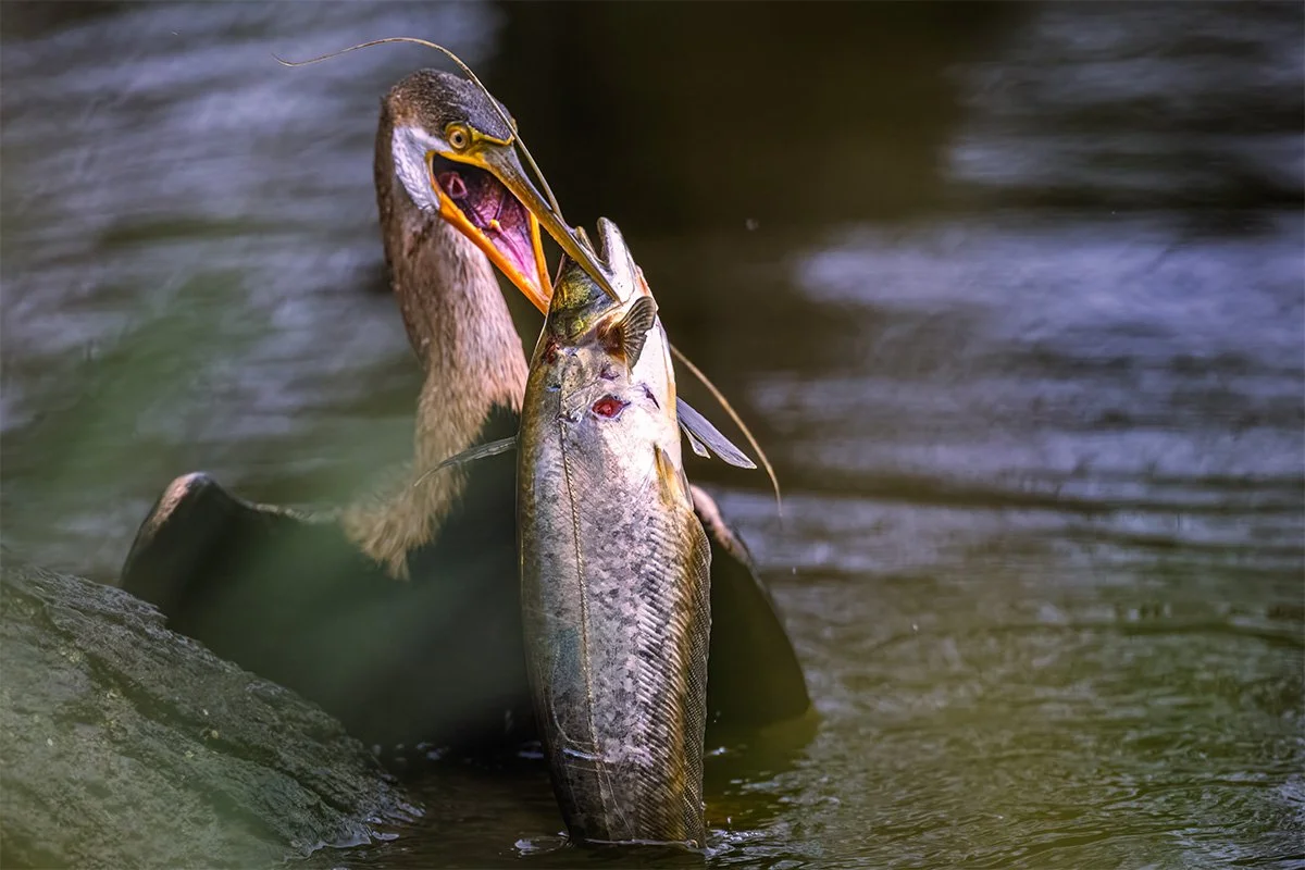 A heron catching a fish in a river, with the heron holding the fish in its beak.