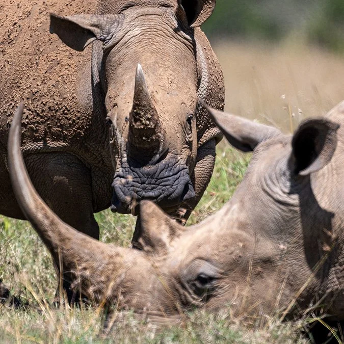 Close-up of a rhinoceros and a baby rhinoceros in grassy terrain, with the adult rhinoceros appearing to nuzzle the younger one.