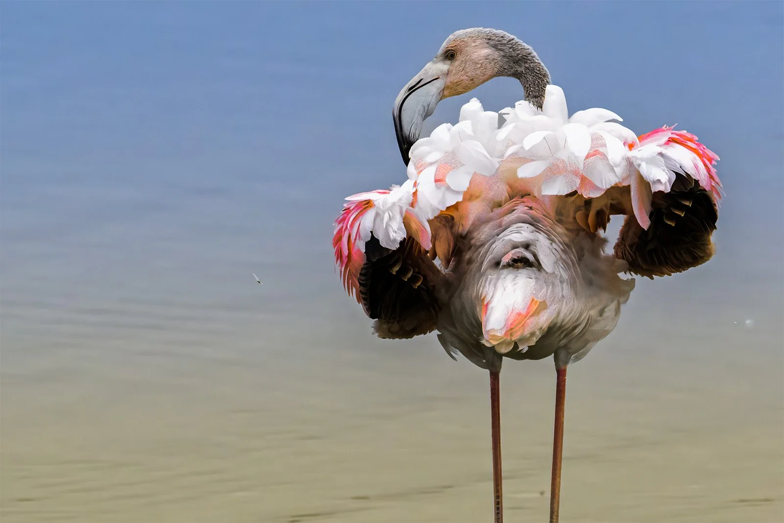 A flamingo standing in shallow water with its body decorated with pink and white feathers, and a large bird's head and neck edited in place of its own.