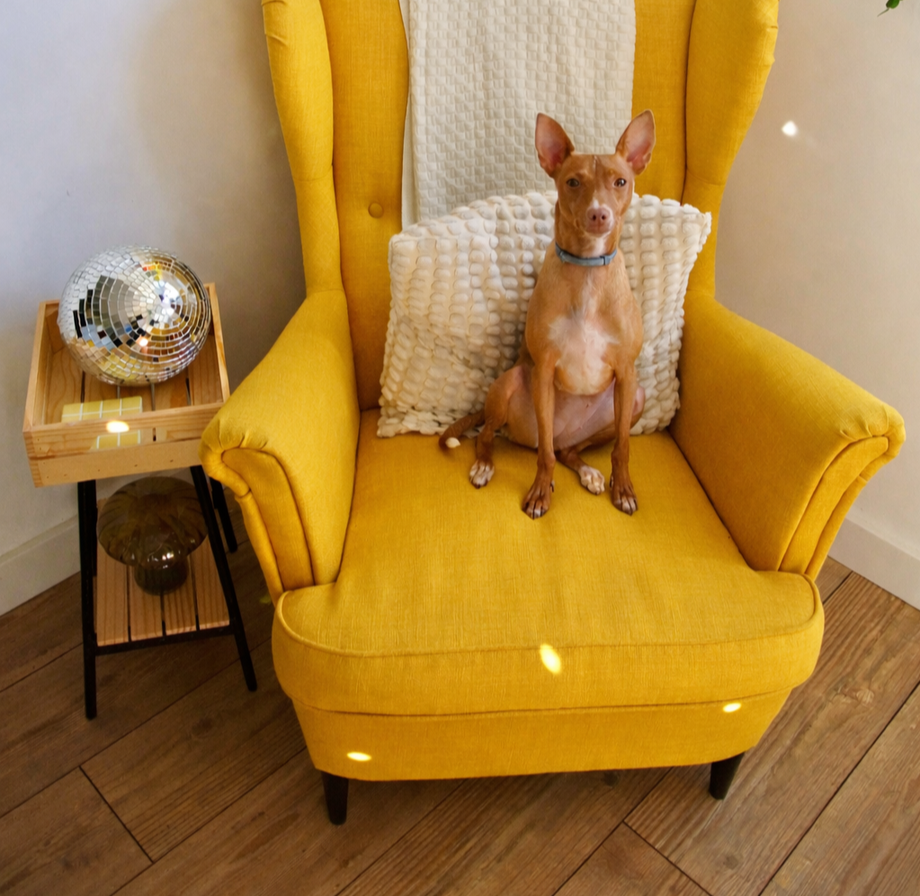 Photo of Peach, the family dog. Barketing Assistant