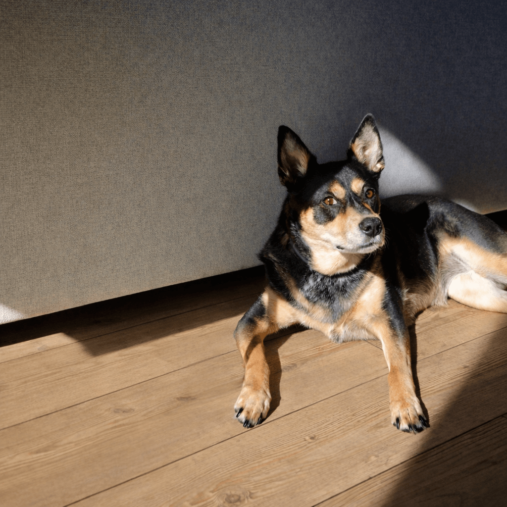 Luna Dog The Confident Collab Team Member