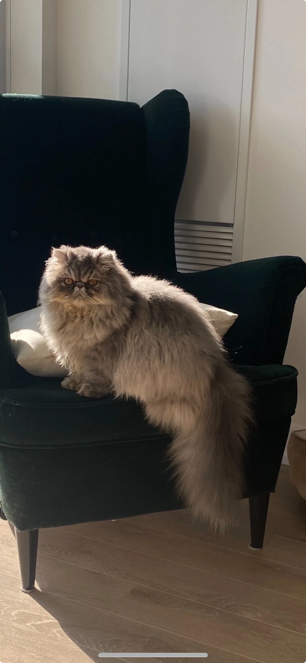A fluffy gray Persian cat with a long tail sitting on a black armchair in a room with wooden flooring and white walls.