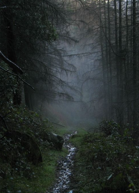 A mist-shrouded forest with a small stream running through dense trees and green foliage.