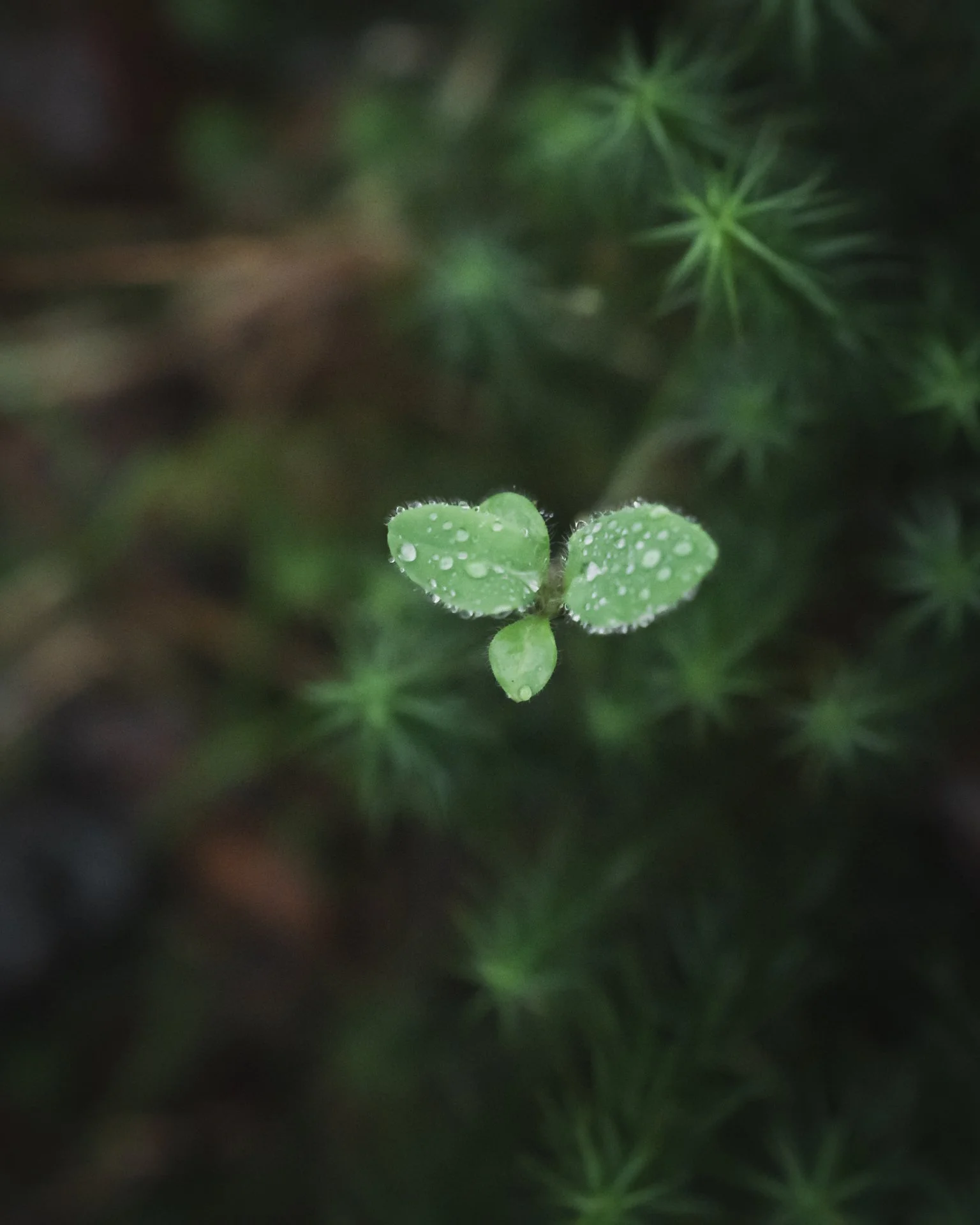 Close-up of a small green plant with water droplets on its leaves, surrounded by blurred green foliage.