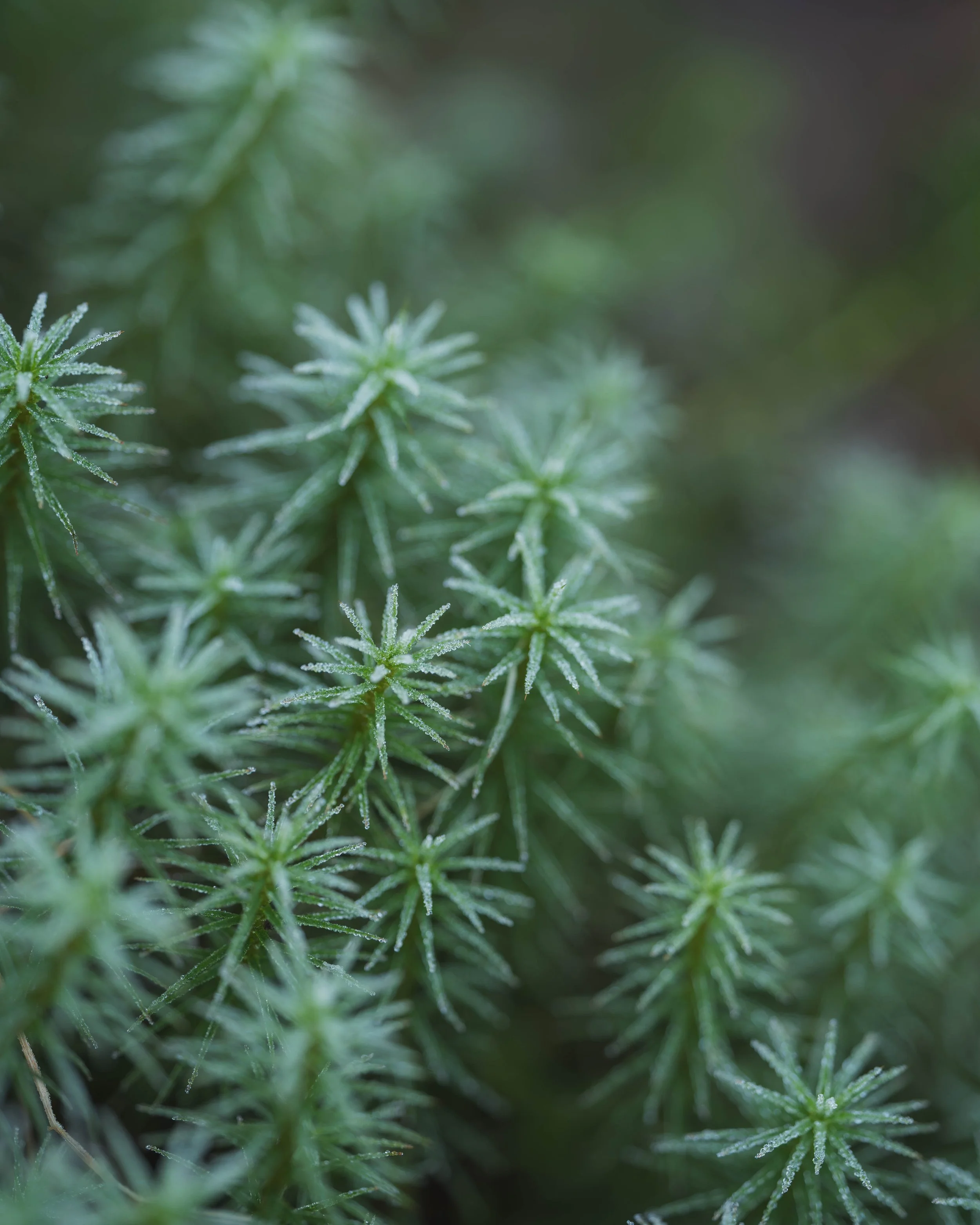 Close-up of green star moss plant with spiky leaves covered in frost.