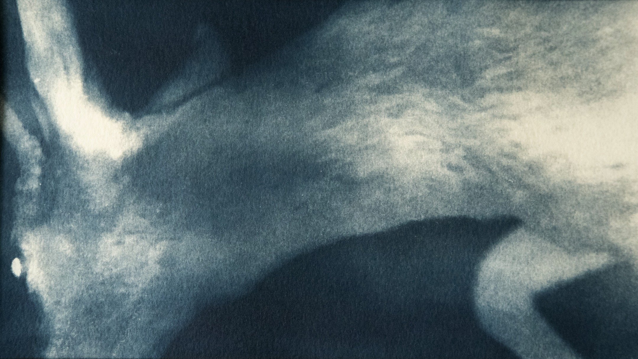 Blue memories from the night garden &mdash; a cyanotype from my series My Midnight Garden.#cyanotype #blueprint #blueisthewarmestcolor💙 #alternativephotography #cyanotype #cyanotypeprint #mydarkroom #blueprint #analogphotography #experimentalphotogr