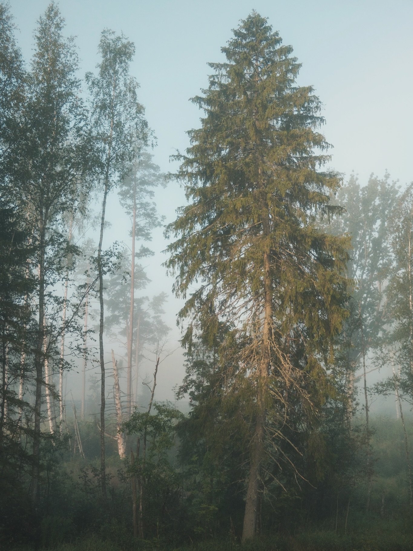 Lange grindwegen, dennenbomen zover je kunt kijken, en dat zachte, gouden licht&hellip;
#visitestonia🇪🇪 #Estonia #VisitEstonia #DiscoverEstonia #ExploreEstonia #EstoniaNature #EstoniaTravel #TravelEstonia #ThisIsEstonia #EstonianWilderness #BalticB