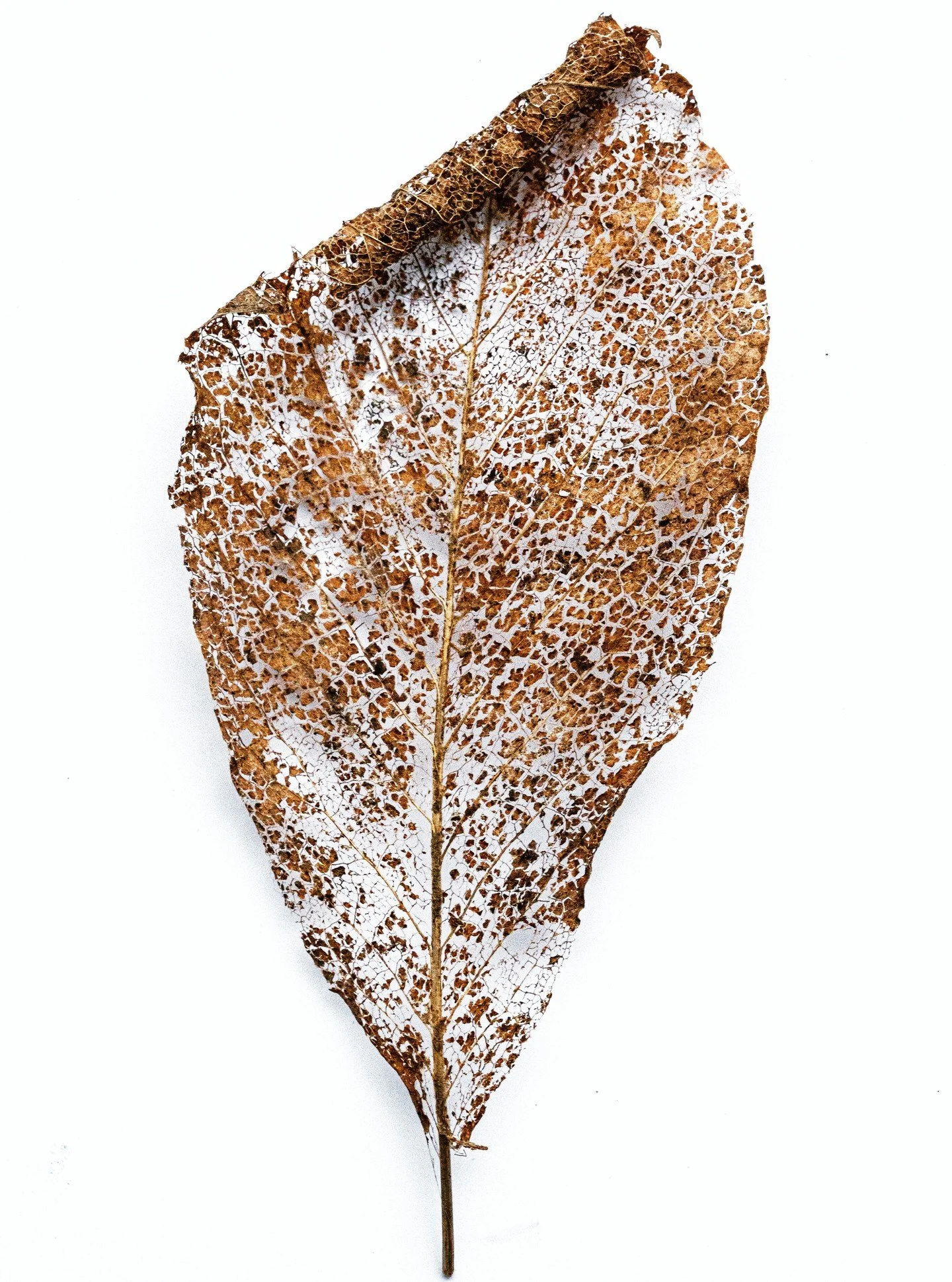 In de vergankelijkheid schuilt schoonheid #WabiSabi #FleetingBeauty #NaturePhotography #MacroNature #Ephemeral #AutumnVibes #DecayAndBeauty #naturalpatterns #Textuur #seizoenen