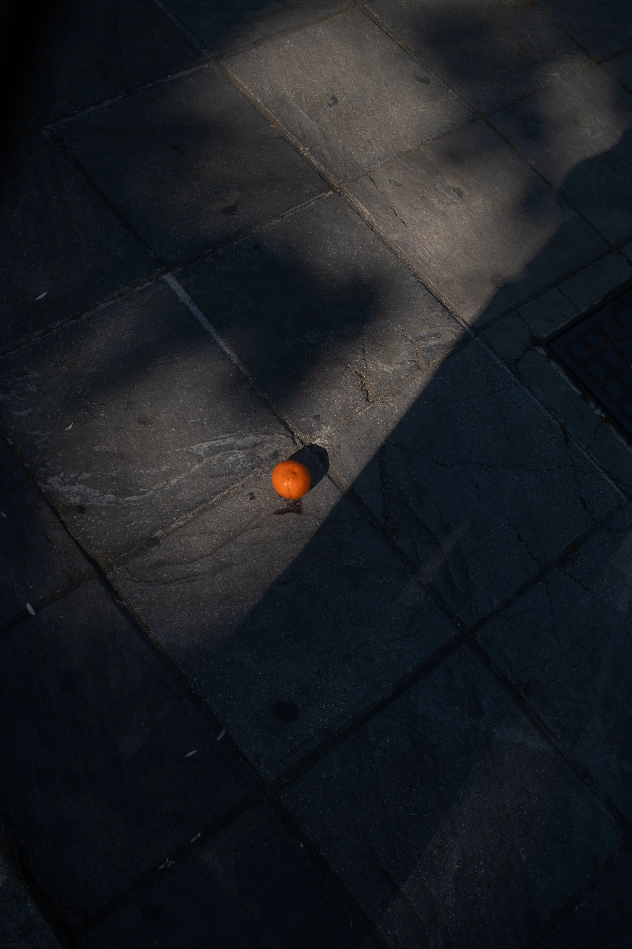 Orange Blossoms in Sevilla