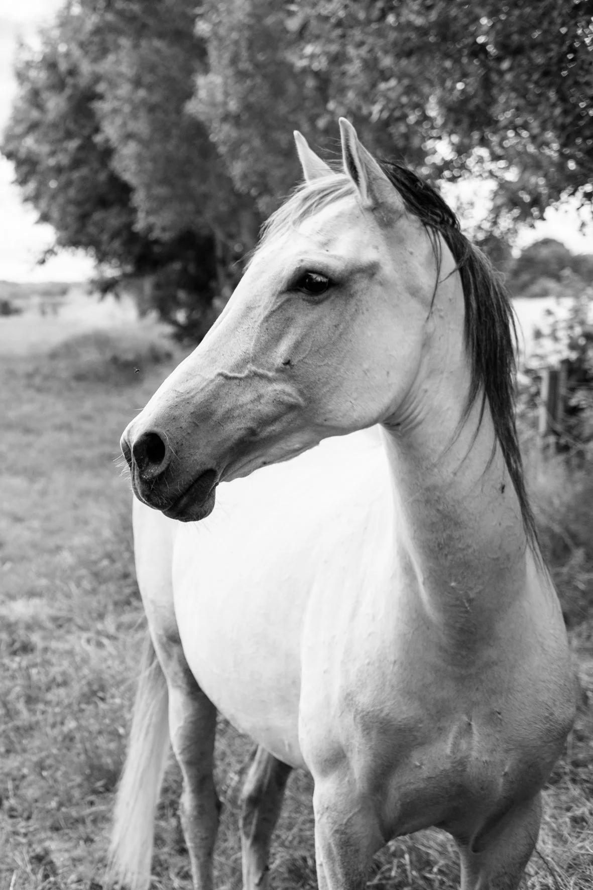 White Horse Forex in handgemaakte schaduwframe 30 x 42 cm