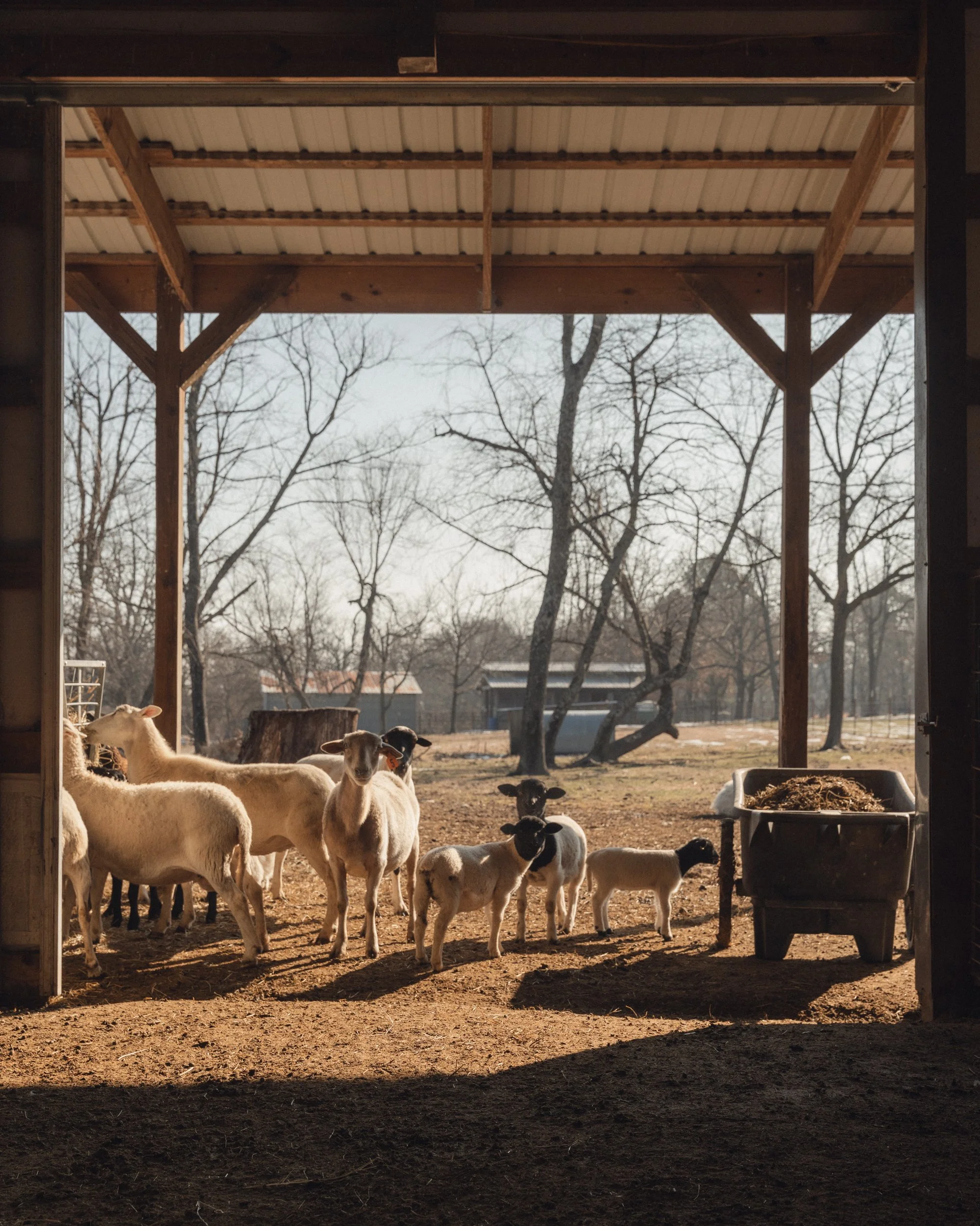 Visiting Hanna Family Ranch: where pasture-based farming meets ethical animal care and community-focused food systems.