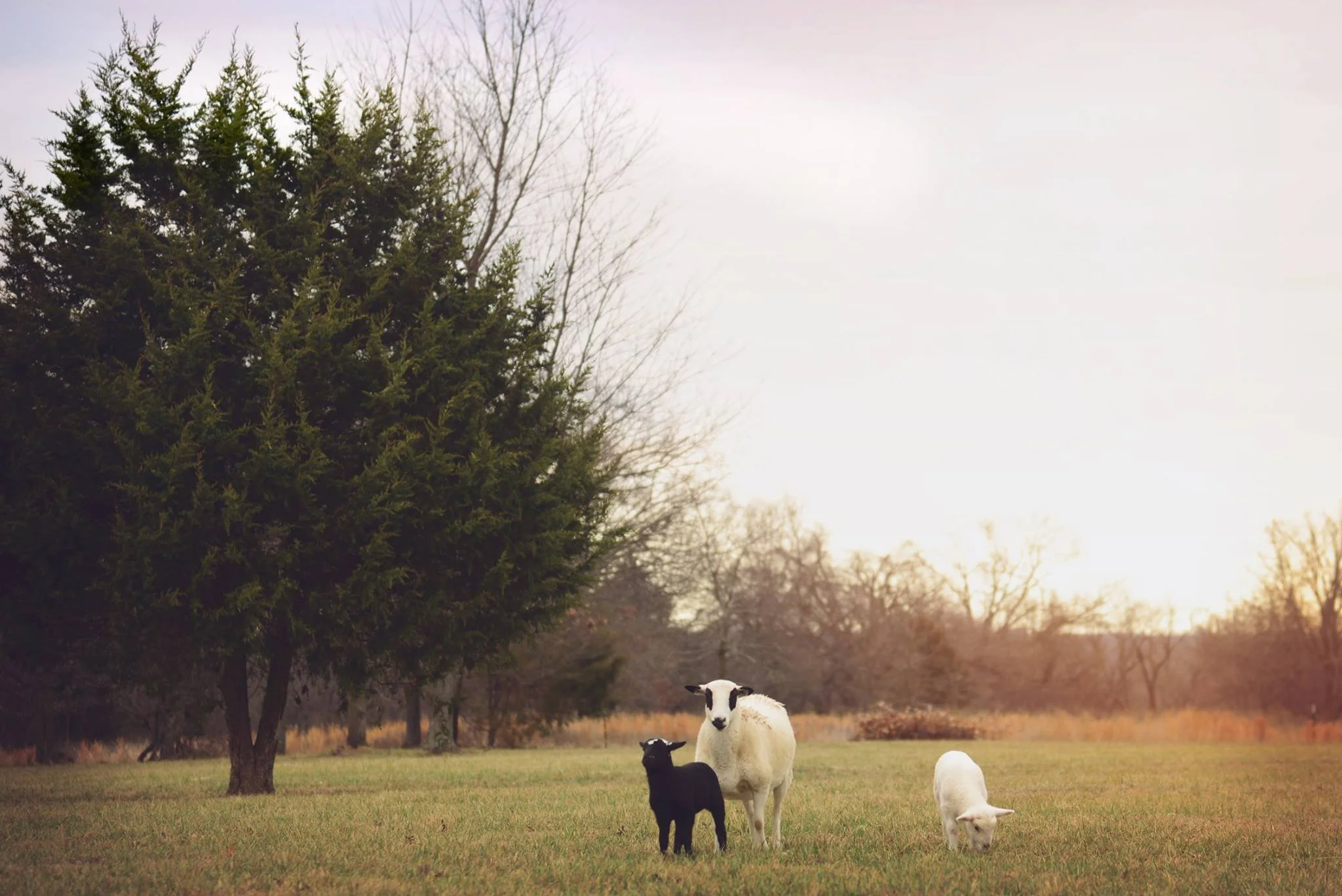 Hanna Family Ranch (photo by Christy Martin)