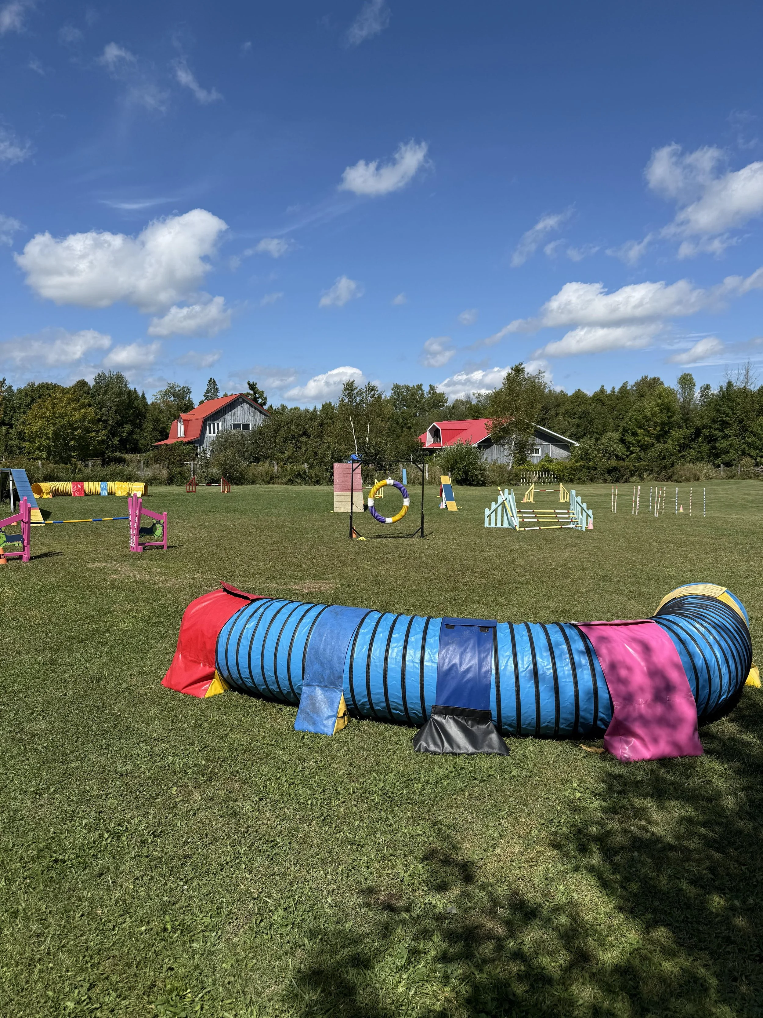 Outdoor dog agility course with tunnels, jumps, and obstacles on a grassy field under a blue sky with clouds.