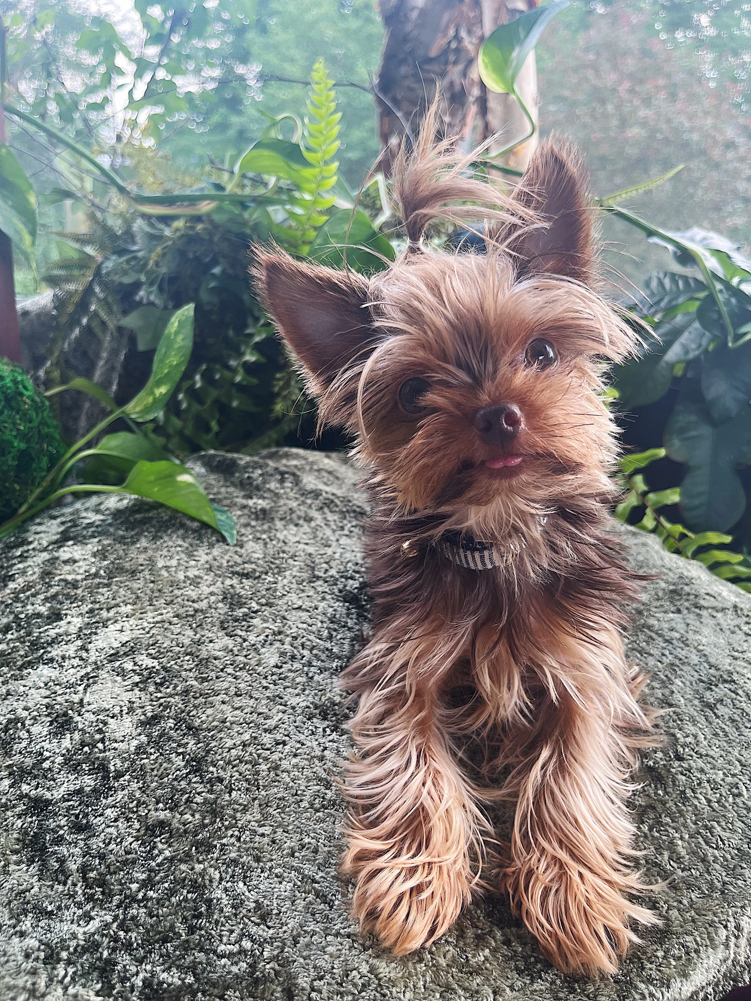 DOG_TUTU_LC.JPG