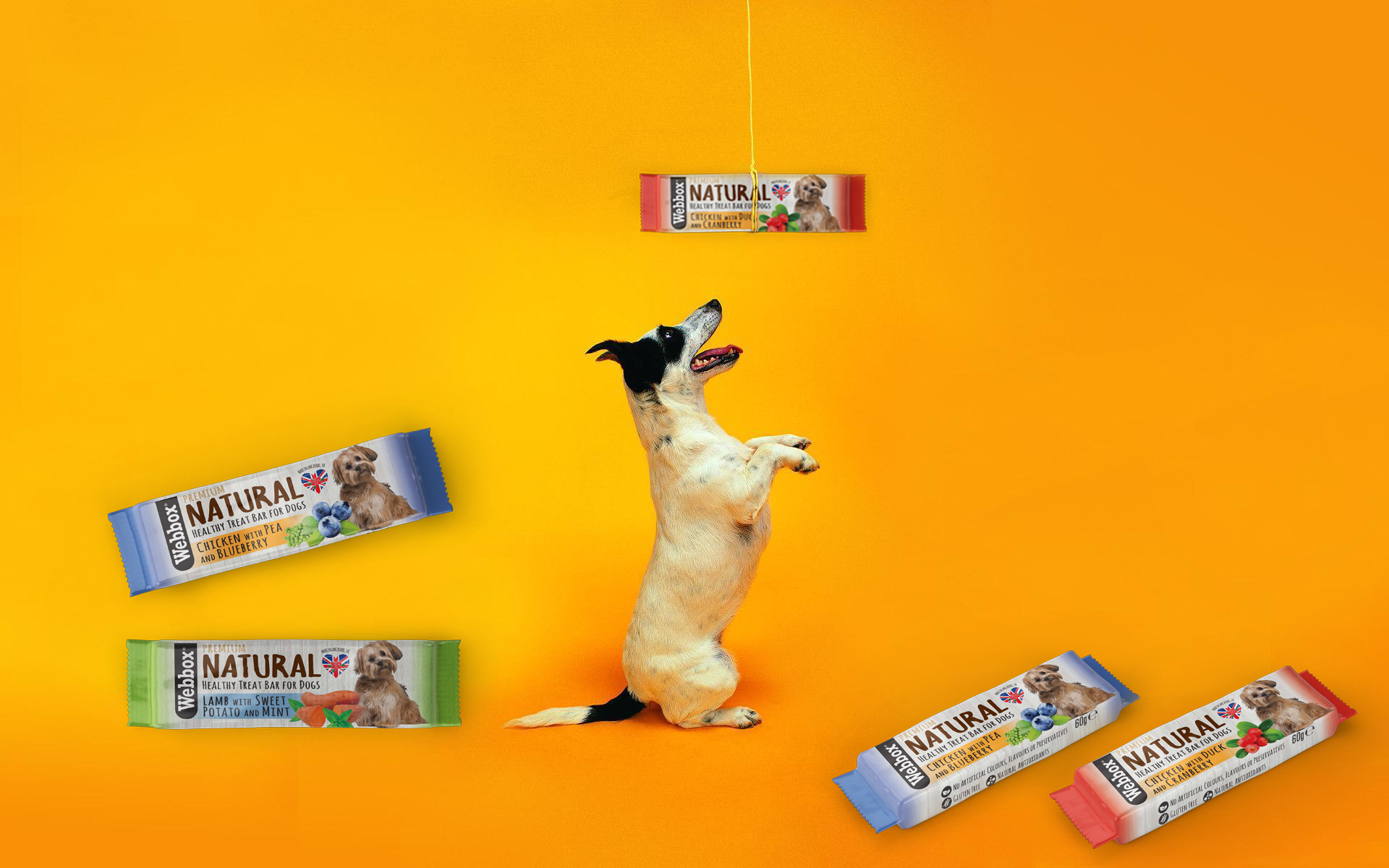 Dog5.png
