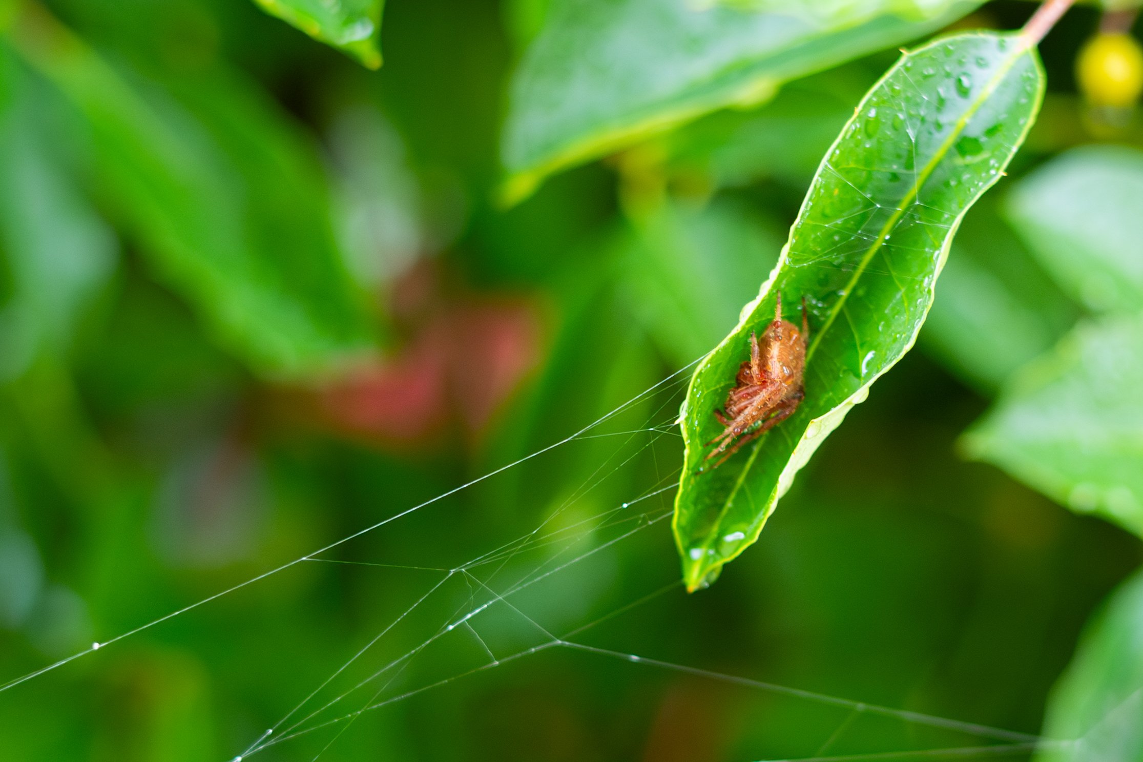 Lonely Spider