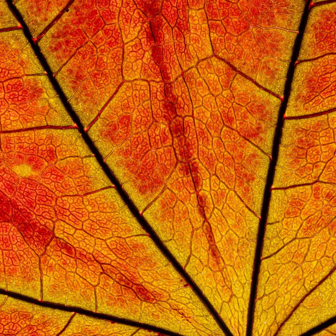 Change Image on hover