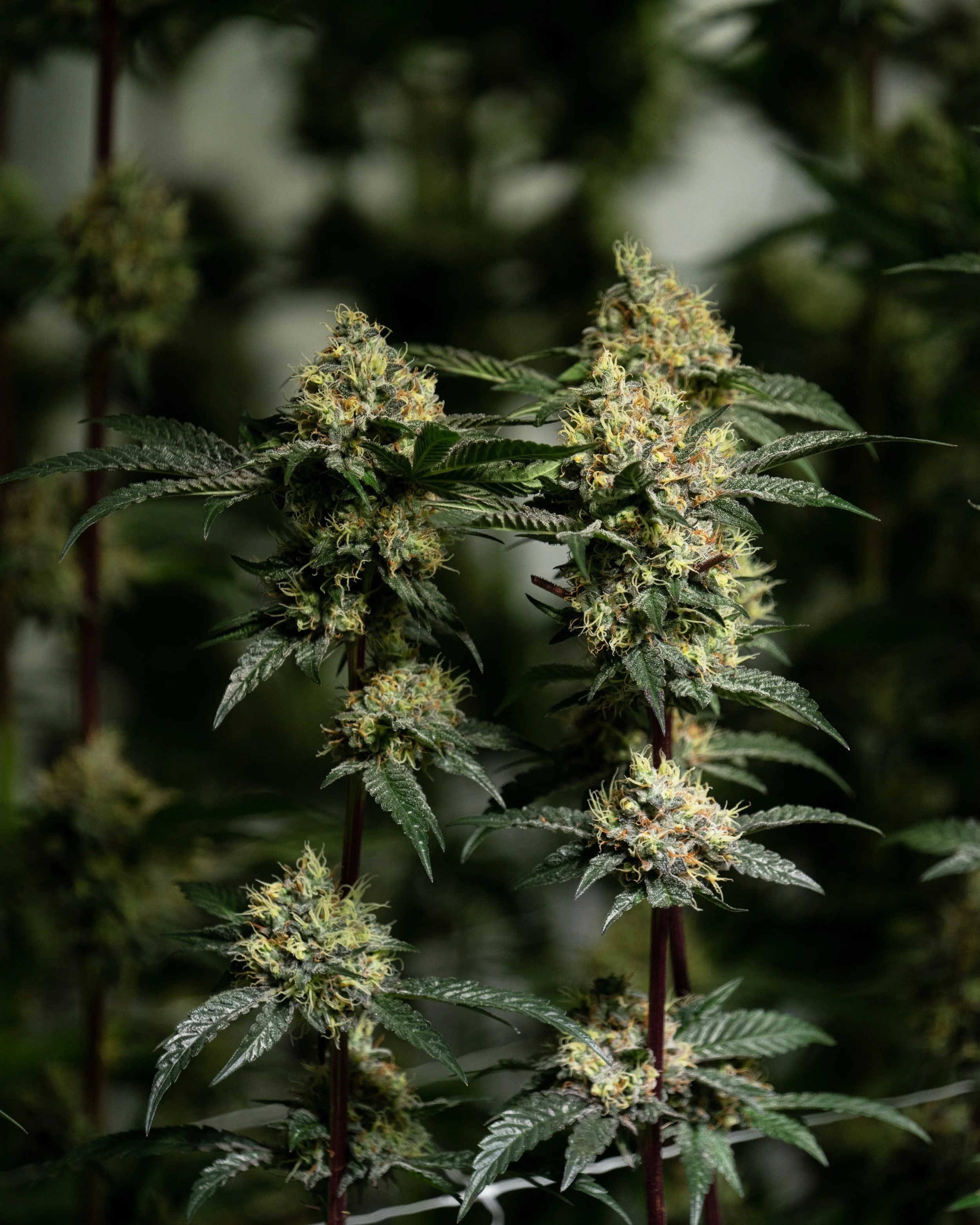 Twin stalks GLFL.jpg