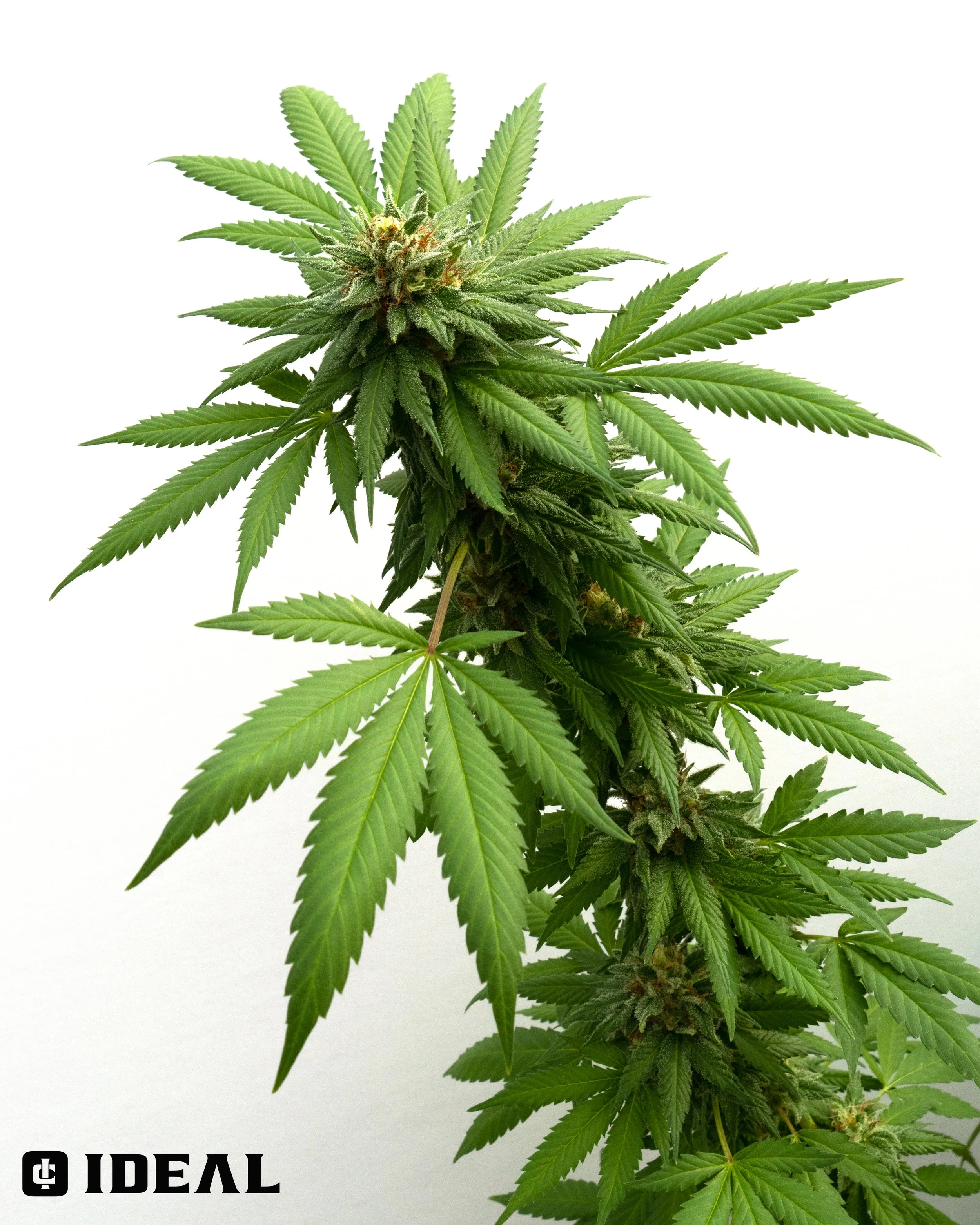 STALK- grape do-si-do.JPG