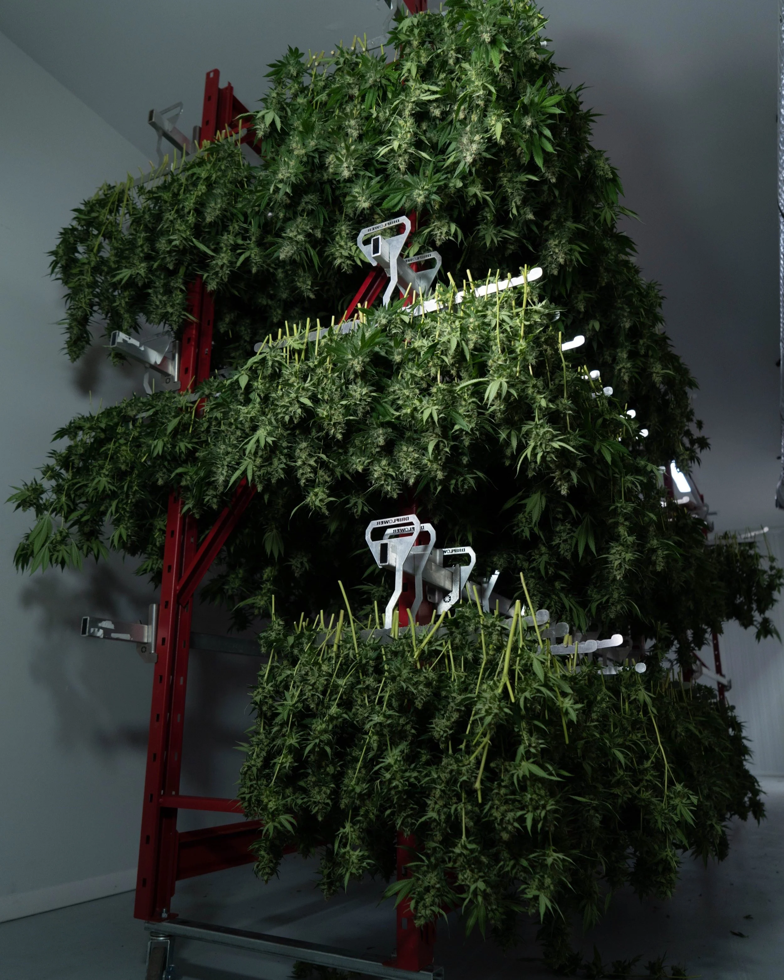 Grow-23.jpg
