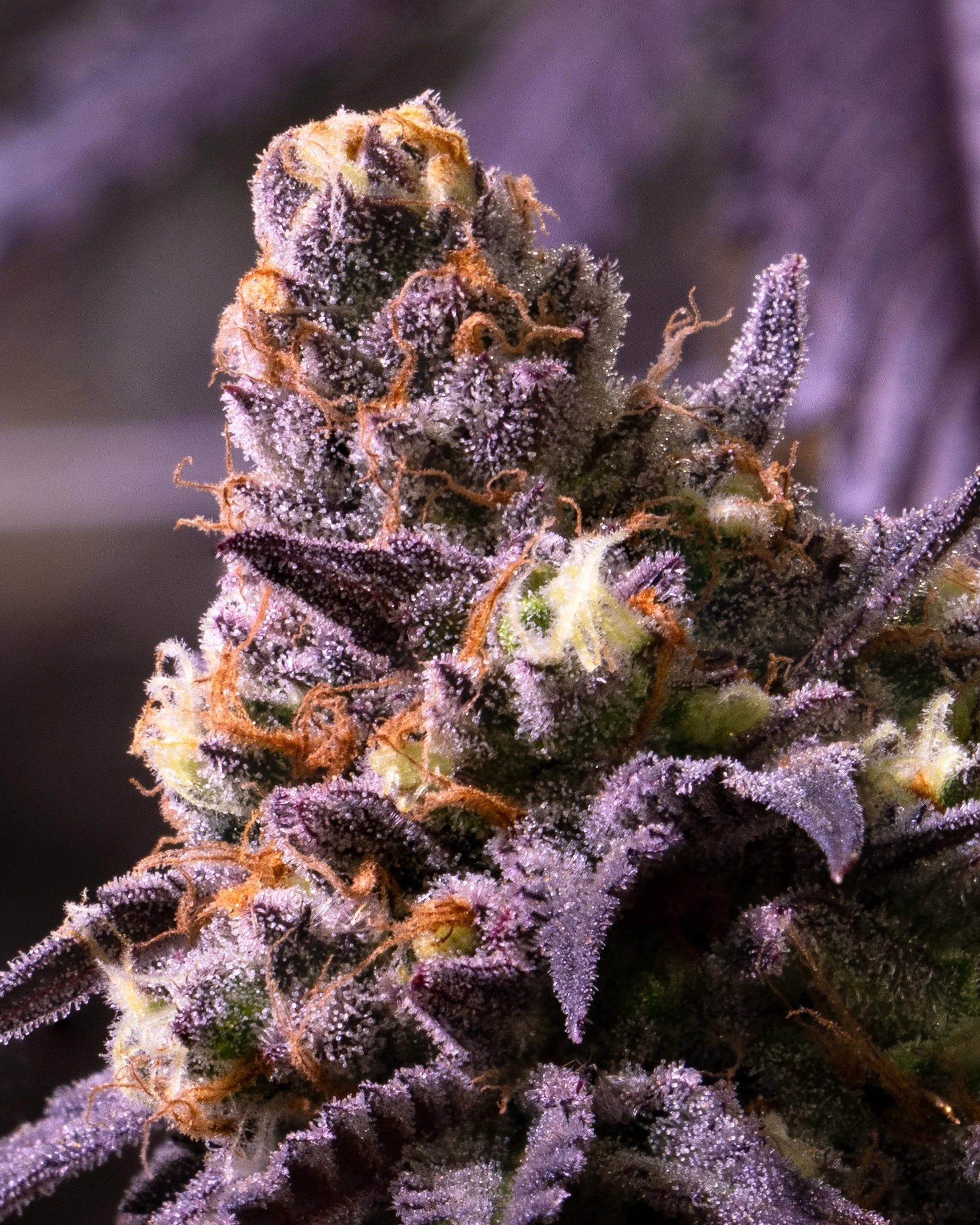 Detail- sunday driver.jpg