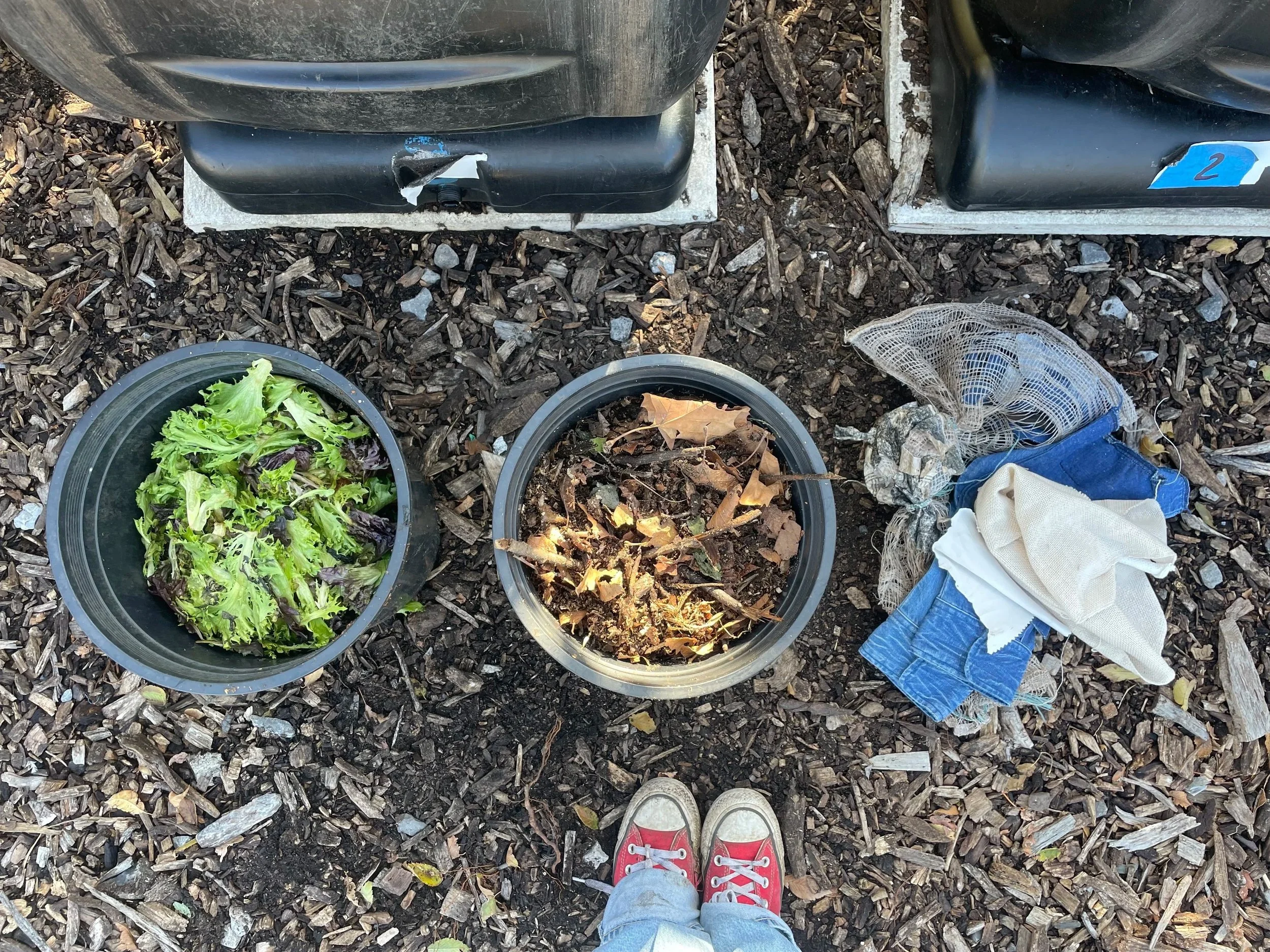 Starting ingredients for this textile decomposition experiment, taking place in a 4 bin backyard composting system at Earth Matter NY. 3 parts browns (carbon), 2 parts green (nitrogen), 1 part new material/water