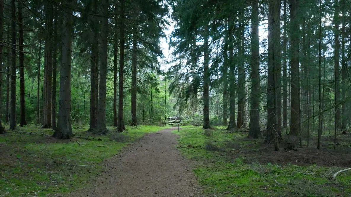 forest-path.jpg