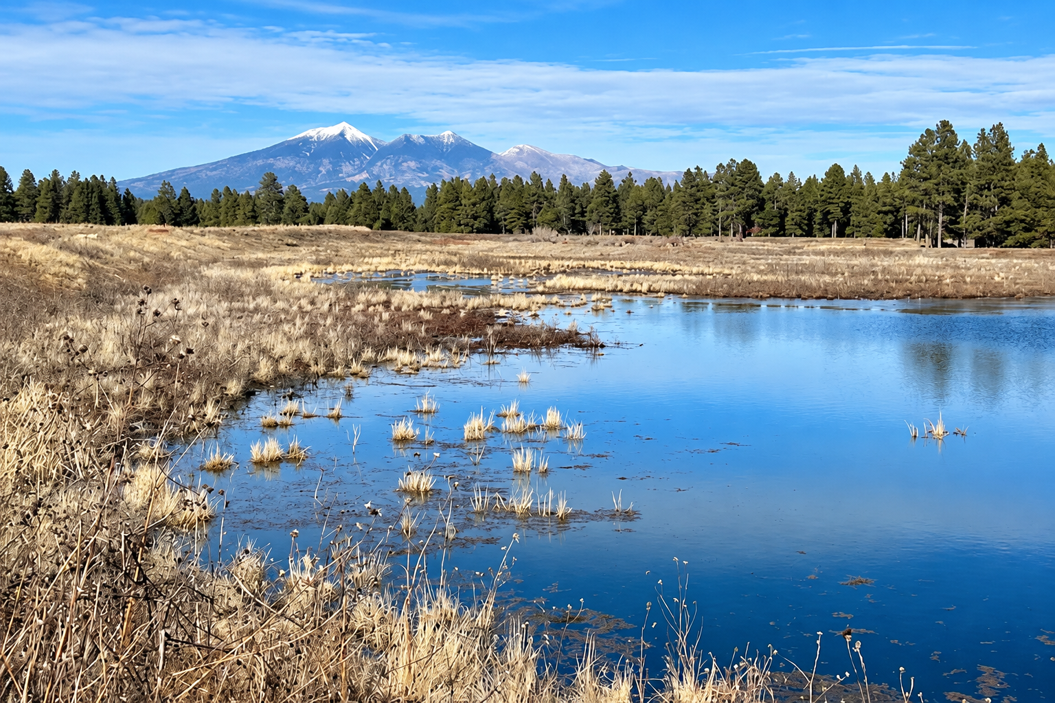 Kachina Wetlands in Flagstaff, with water, grasses, ponderosa pines, and the San Francisco Peaks in the distance.
