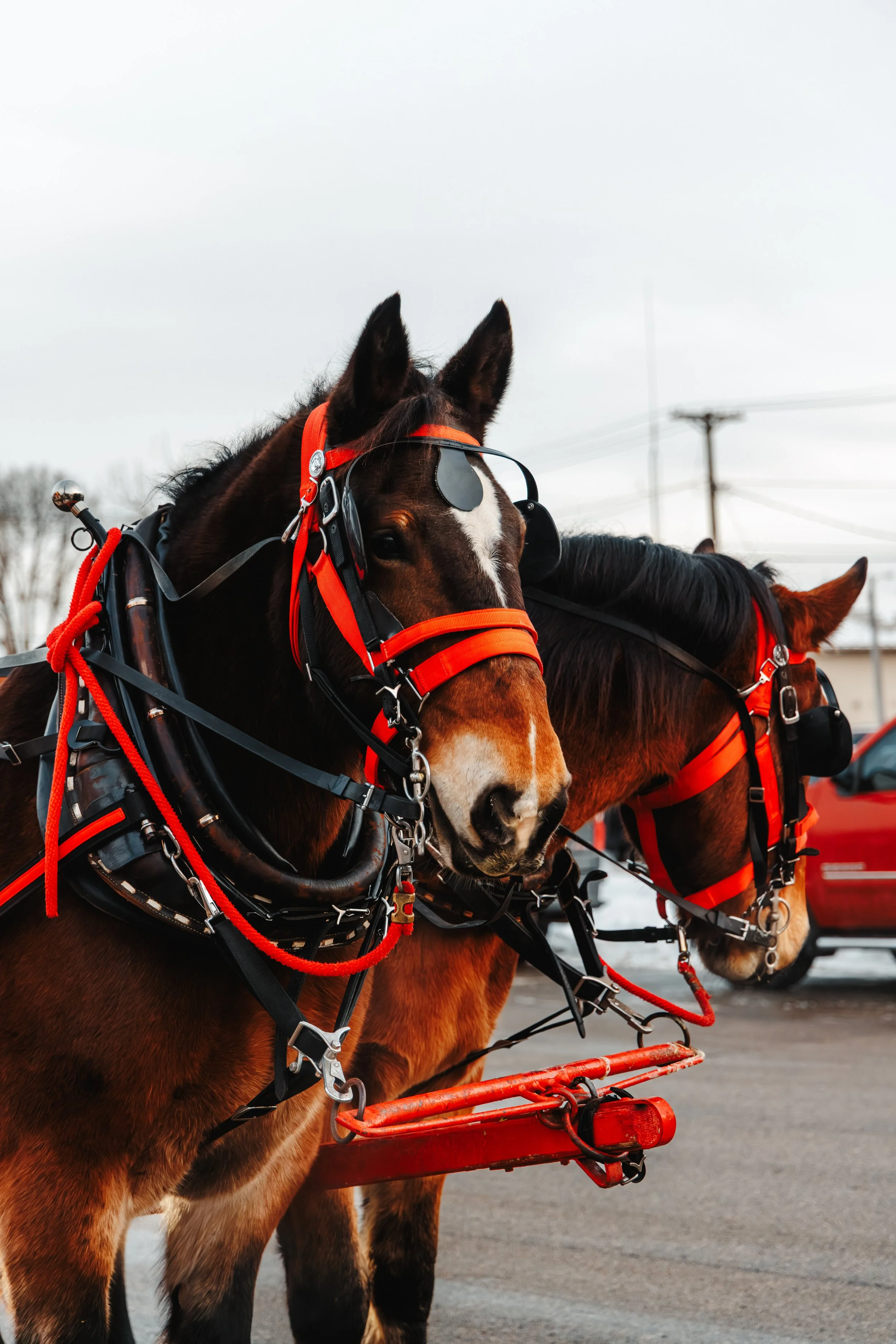 Close-up of two horses wearing harnesses and bridles, with orange accents, attached to a red wagon on a cloudy day. Power lines are visible in the background.