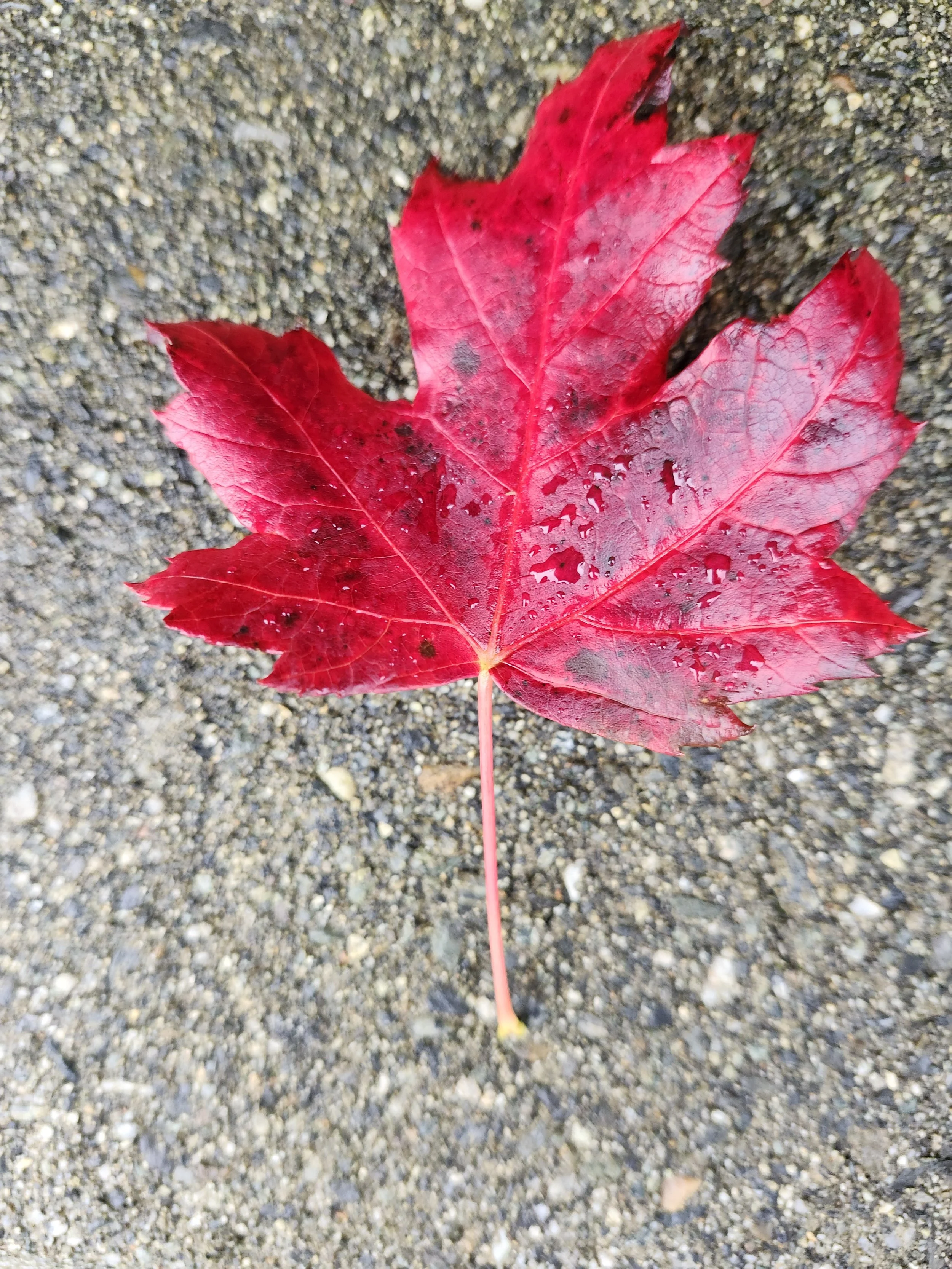 Beyond the End-of-Summer Blues: Reframing Fall as a Season of Harvest and Reset