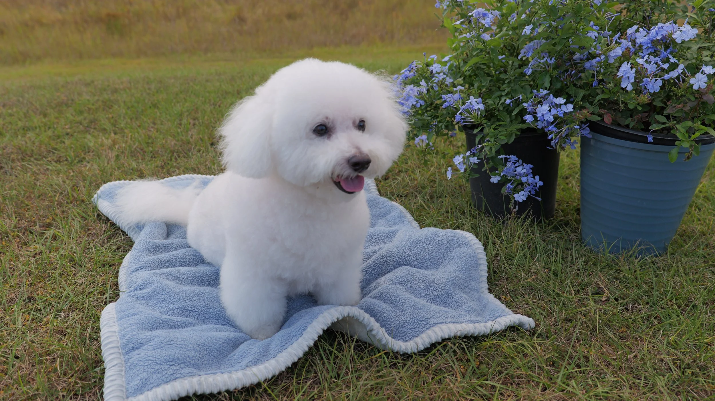 Bichon Frise on a blue blanket