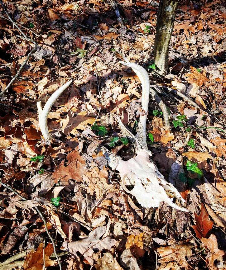 deer skull on site