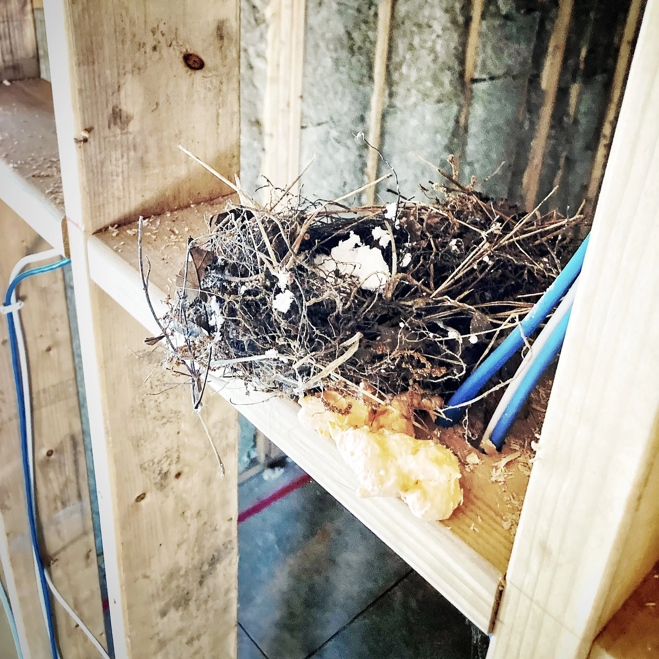 site nest