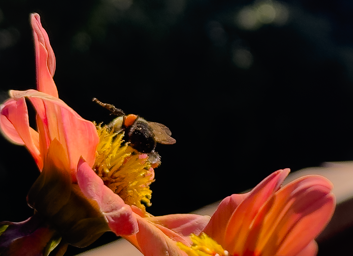 beeondahlia1200.png