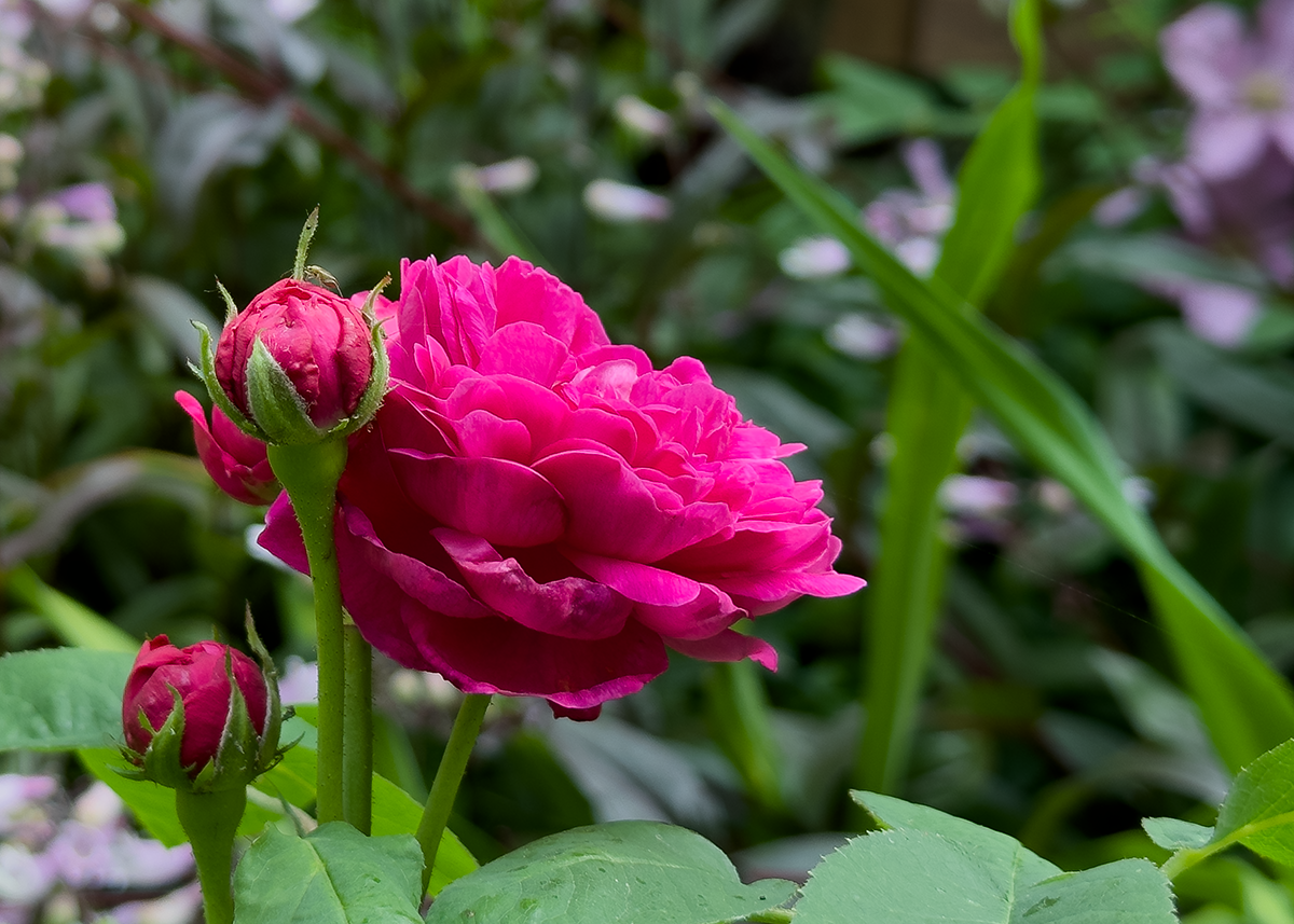 rosederescht1_1200.png