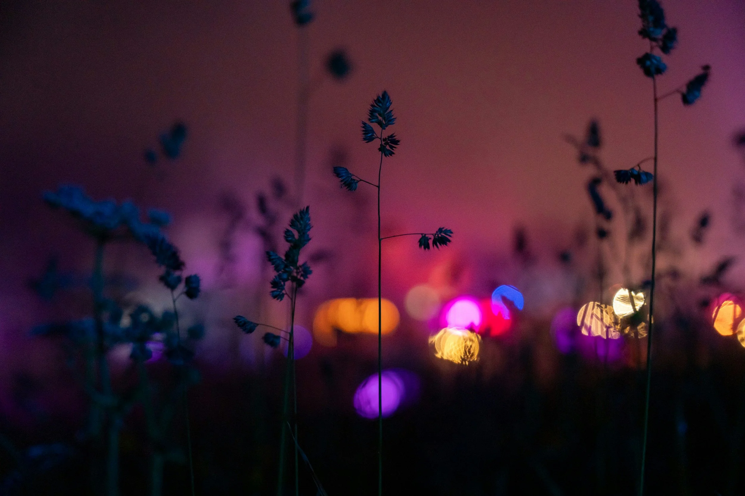 Close-up of small wildflowers with blurred colorful lights in the background at night.
