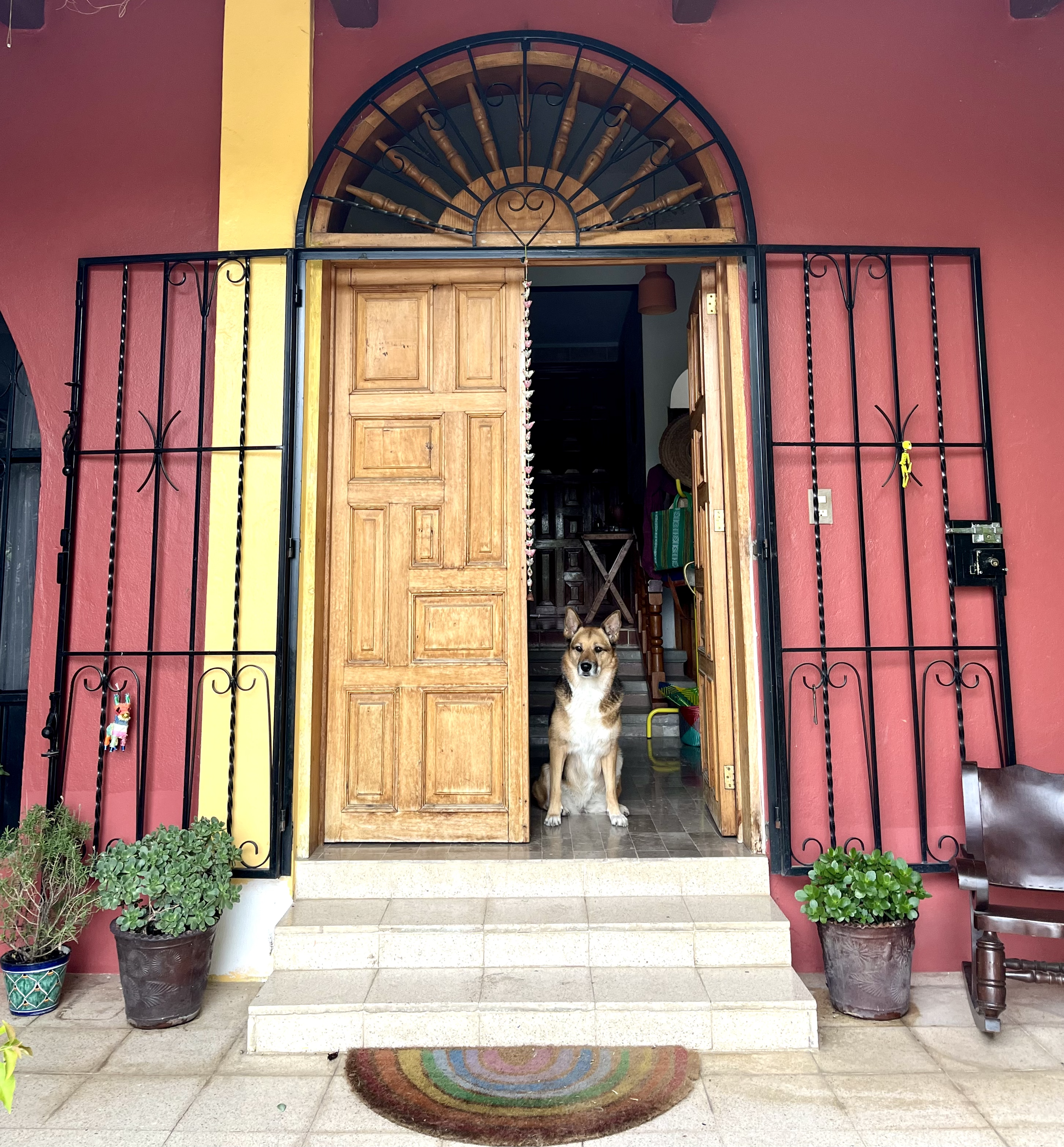 Chien assis devant une porte en bois ouverte, avec des plantes en pot de chaque côté et un tapis arc-en-ciel devant l'entrée.