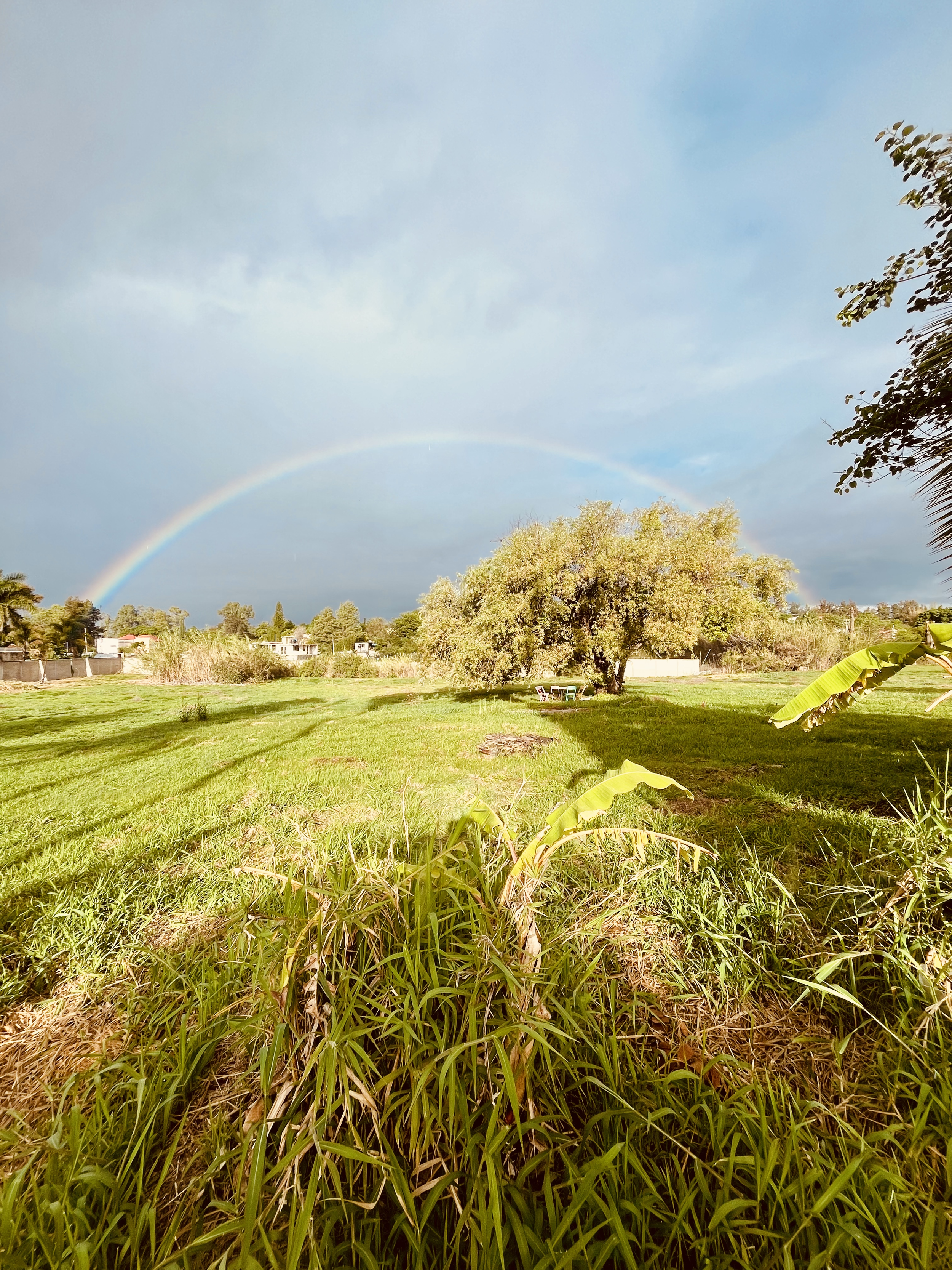 Un champ verdoyant avec un grand arbre au centre, un arc-en-ciel dans un ciel partiellement nuageux, et des feuilles de bananier sur la droite.