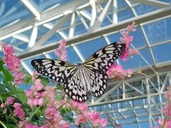 Morning at the Sophia M. Sachs Butterfly House