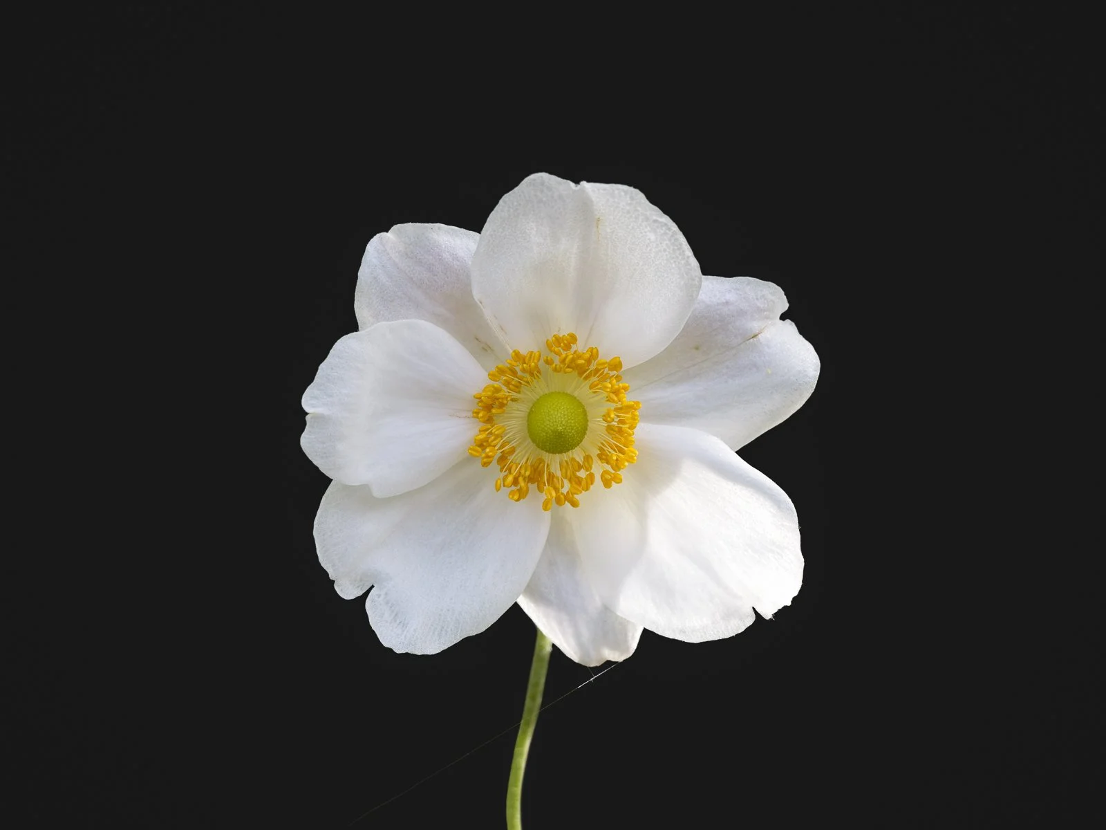 Japanese Anemone / Eriocapitella Hupehensis