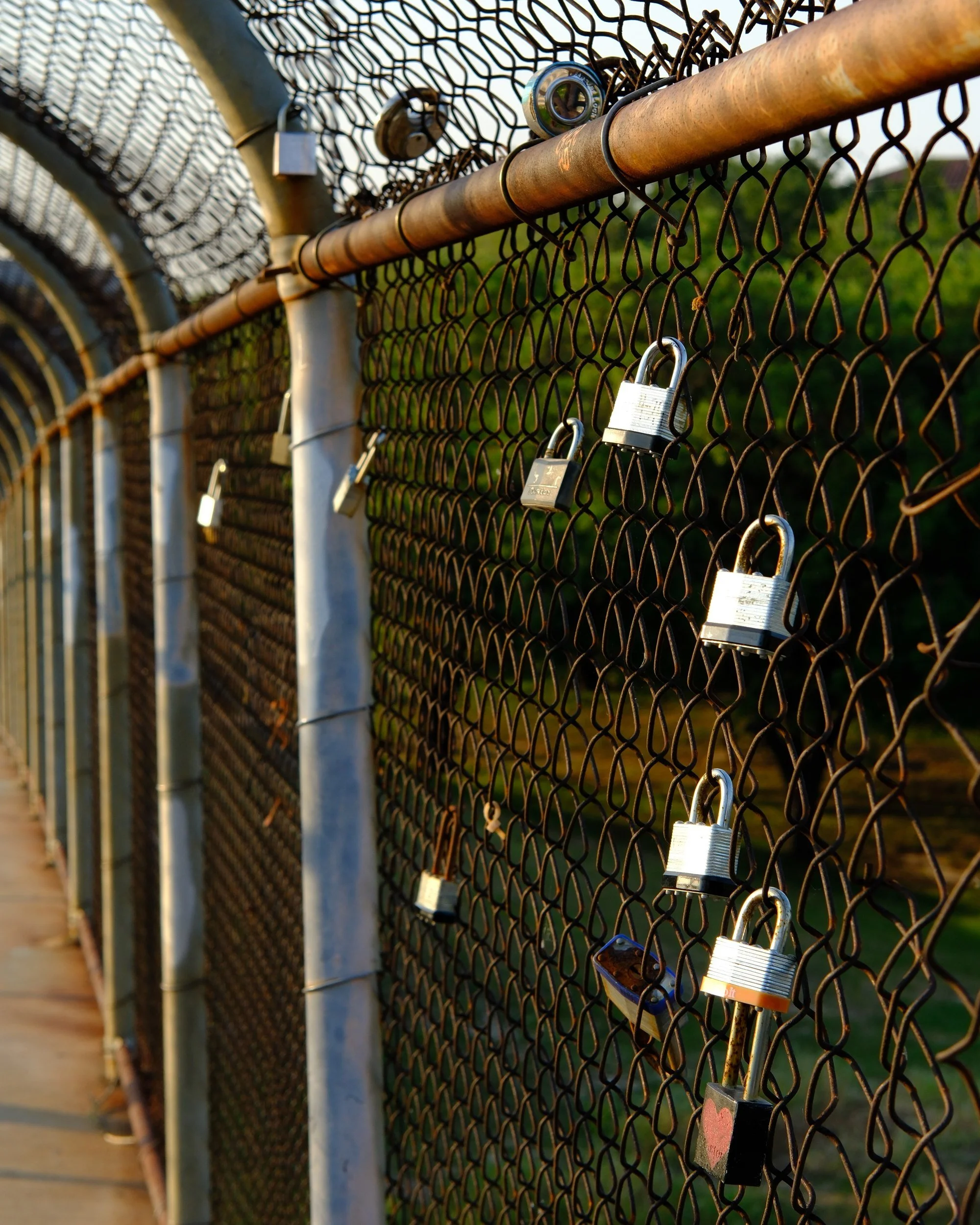 Padlocks left by couples on a bayou bridge fence.