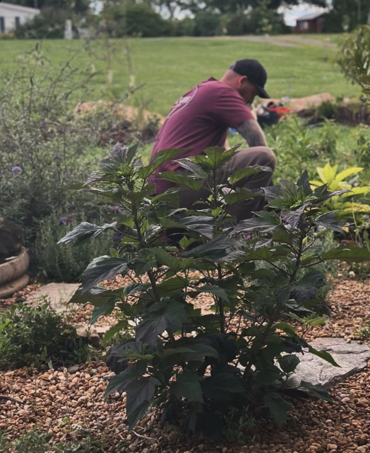 A man wearing a black cap, maroon t-shirt, and brown pants crouches in a garden surrounded by greenery.