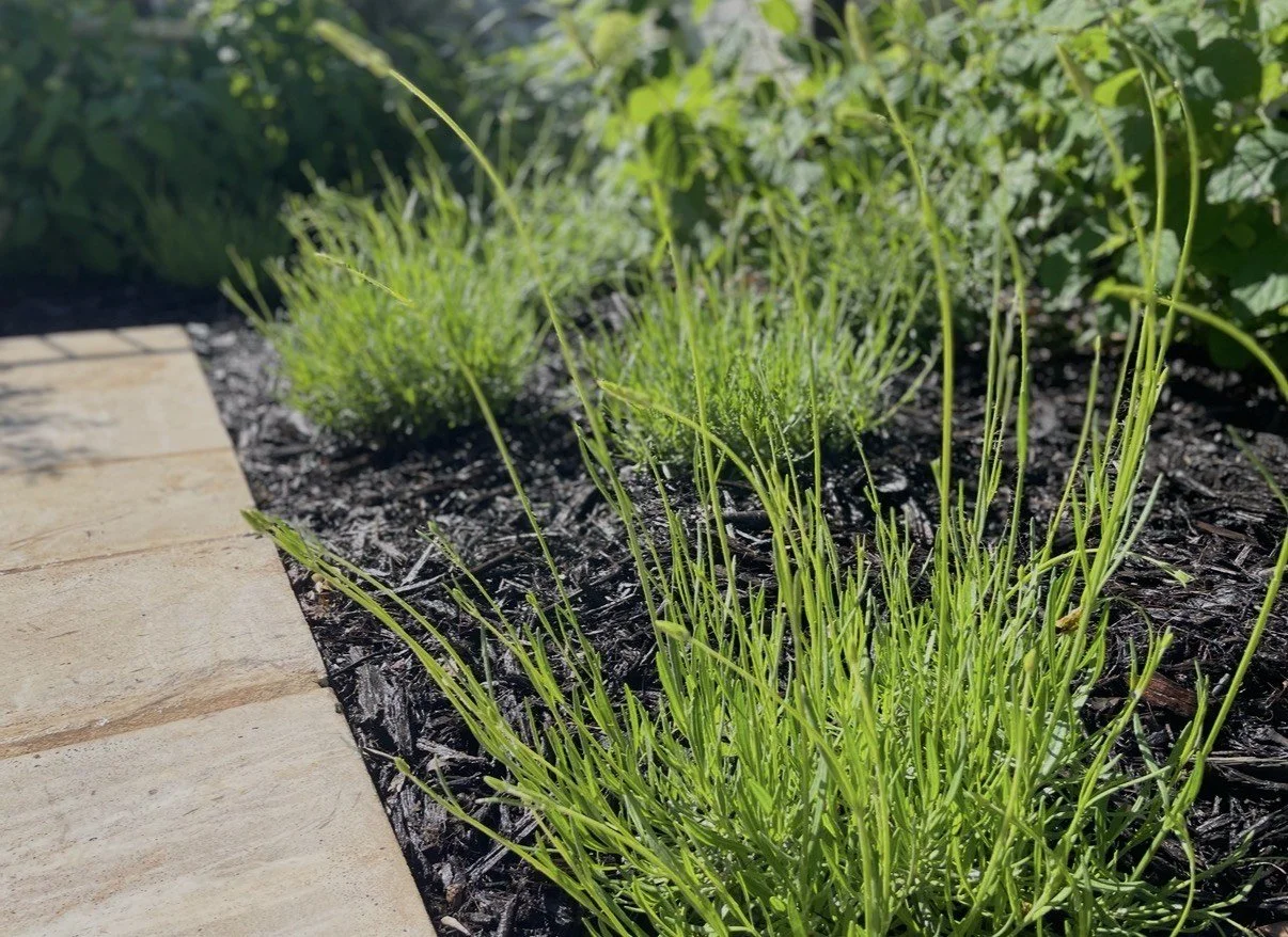 Green grass and plants growing in a garden bed beside a stone pathway.
