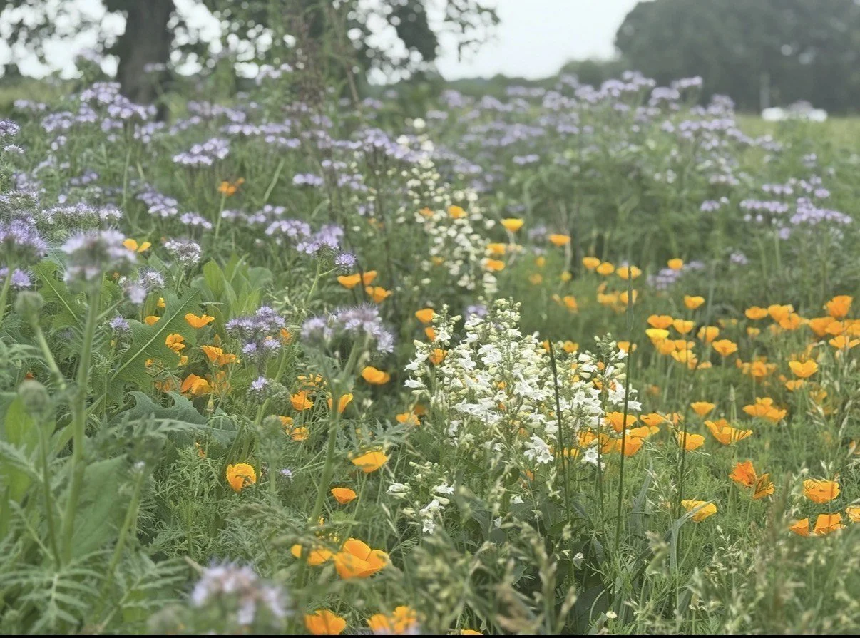 A colorful field of wildflowers with purple, white, and orange blooms under a cloudy sky.