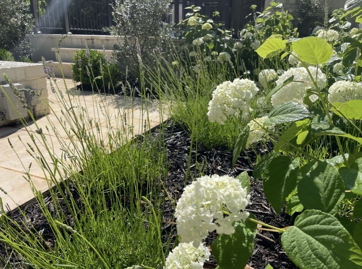 Garden with white hydrangeas and purple lavender plants growing in dark mulch, with a porch and steps in the background.