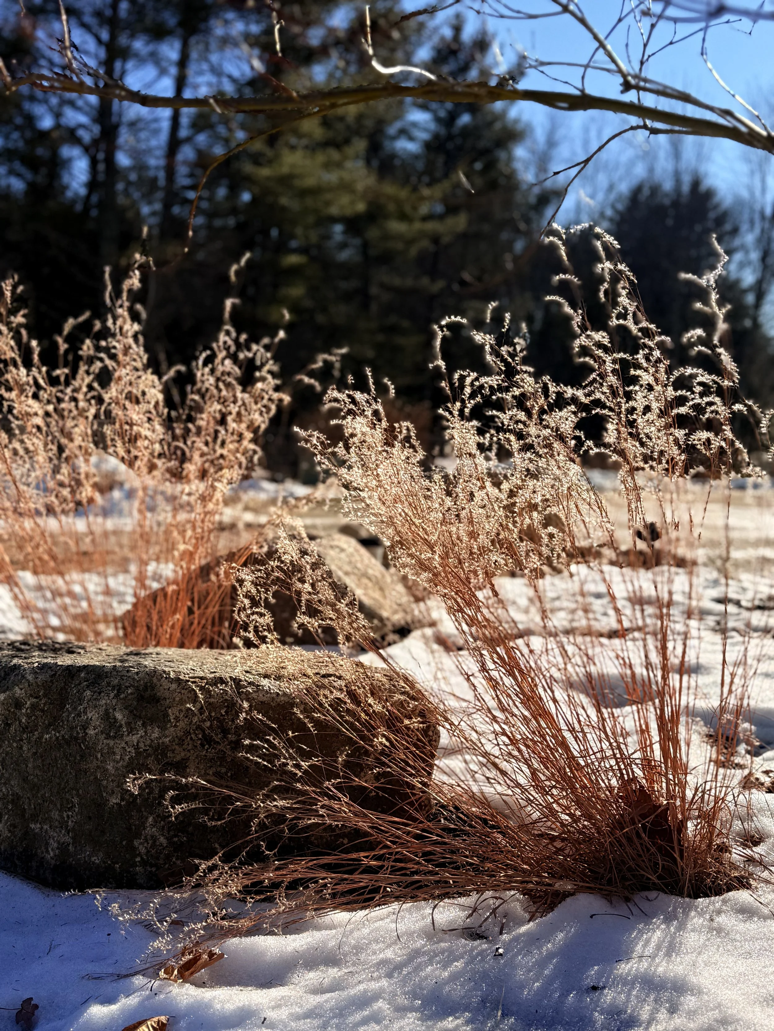 Frozen grasses with snow on the ground, rocks, and a background of trees and a clear blue sky.