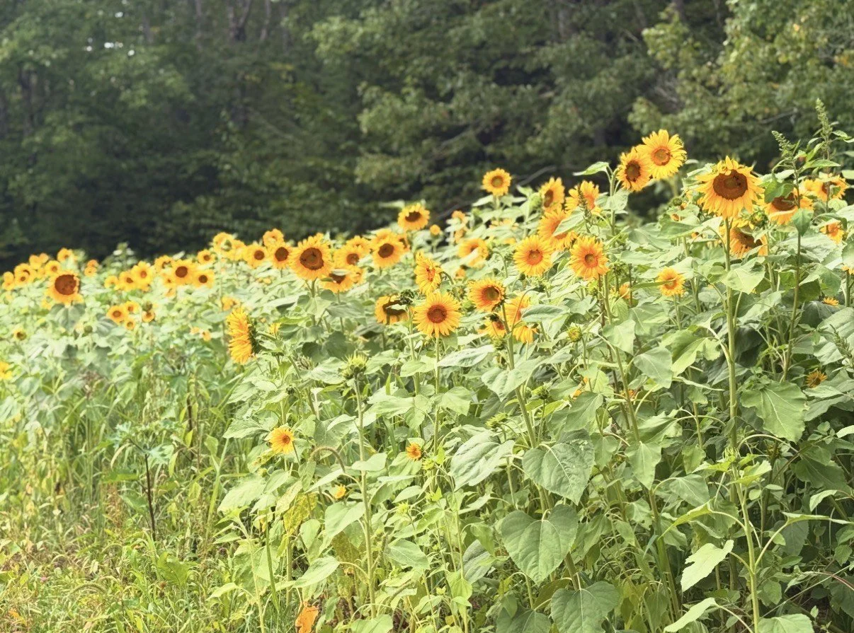 Field of blooming sunflowers with green foliage and a dense forest in the background.