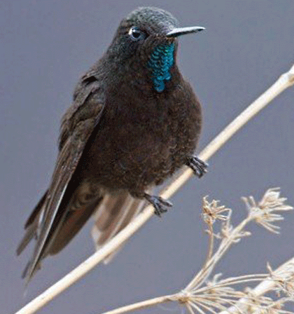 Un colibrí posado sobre una rama seca con fondo gris.