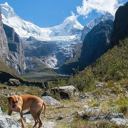 Perro caminando en un valle rodeado de montañas con glaciares y nieve, en un día soleado.
