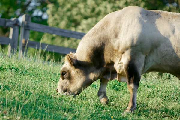 Deep Rock Farm